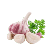 German Porcelain Garlic